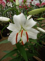 [4346 Siberia VOF VZ No02.JPG]